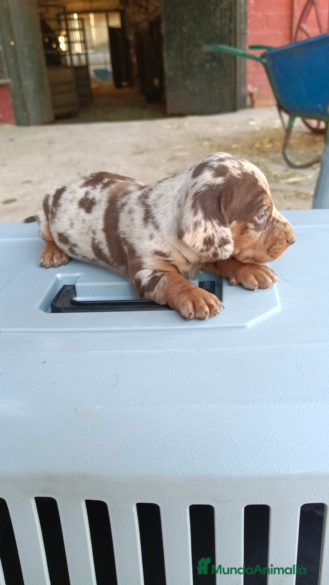 Teckel perros en venta: Teckel kaninchen macho  - Imagen 1