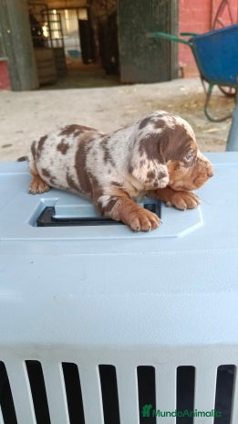 Teckel perros - Anuncio 10