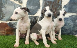 Whippet perros en venta: WHIPPET MACHOS Blanco y blue  - Anuncio 4