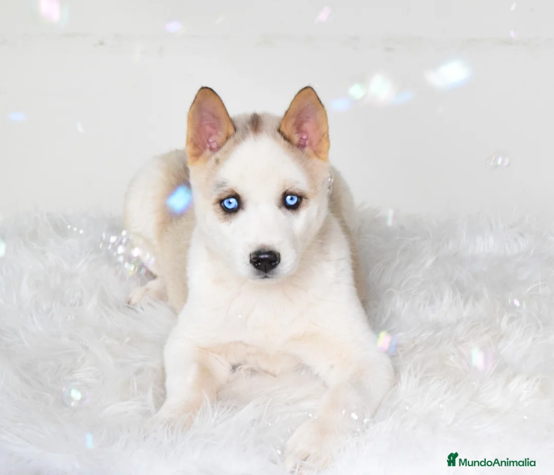 Imagen de galería {{count}}