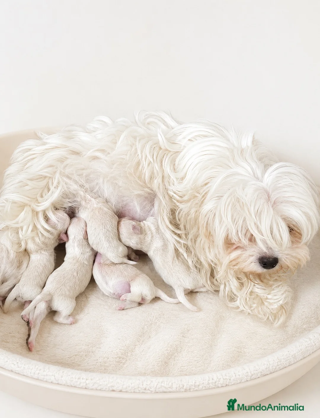 Bichón Maltés perros en venta: BICHÓN MALTES COREANO LOS MÁS PEQUEÑOS - Anuncio 2