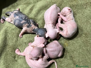 Sphynx gatos Preciosa camada de Sphynx - Anuncio 4