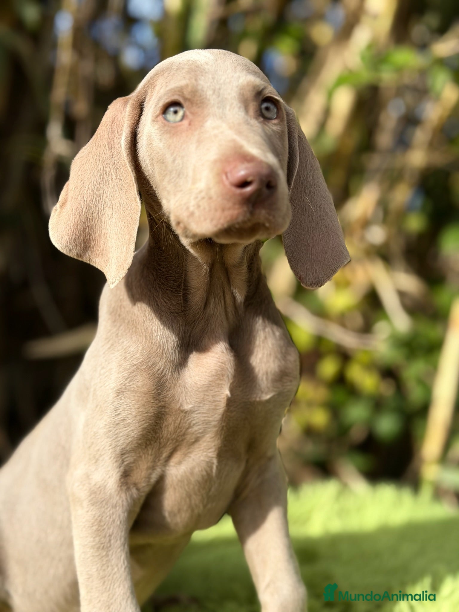 Weimaraner perros Braco de weimar  - Anuncio 4