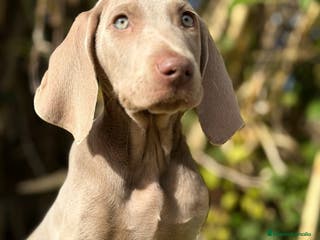 Weimaraner perros Braco de weimar - Anuncio 20