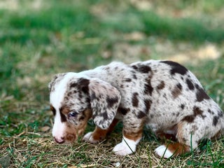 Teckel Miniatura perros Merle chocolate - Anuncio 2
