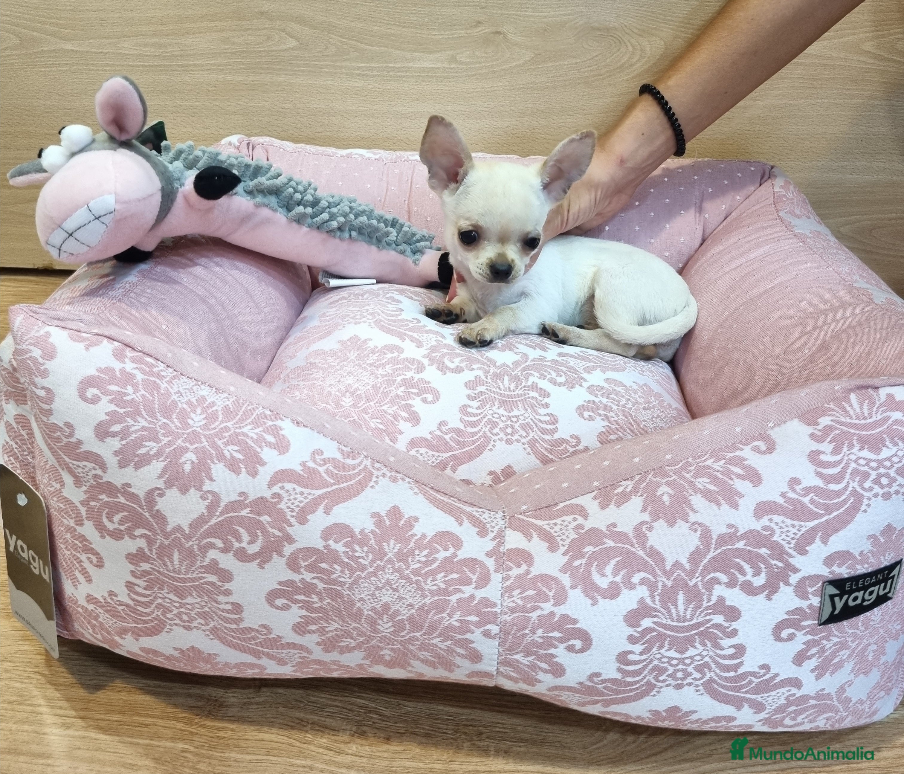 Chihuahua perros Chihuahuas  en Barcelona - Anuncio 26