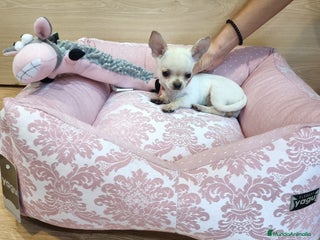 Chihuahua perros en Barcelona - Anuncio 20