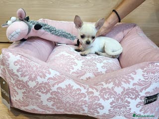 Chihuahua perros Chihuahuas en Barcelona - Anuncio 13