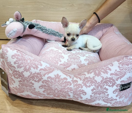 Chihuahua perros en Barcelona - Anuncio 6