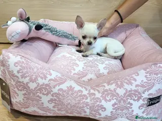 Chihuahua perros Chihuahuas en Barcelona - Anuncio 24