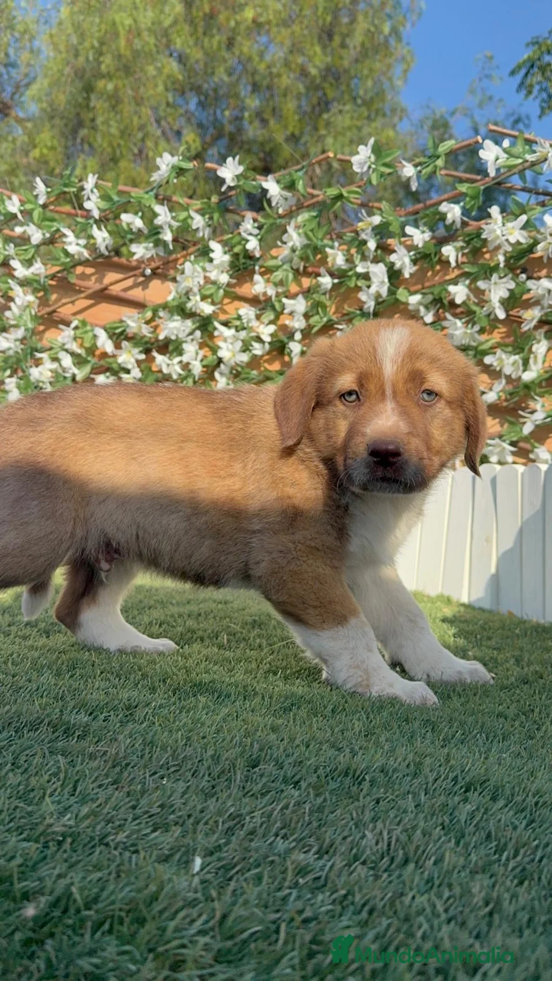 Mastín Español perros en venta: CAMADA MATIN MACHOS - Anuncio 37