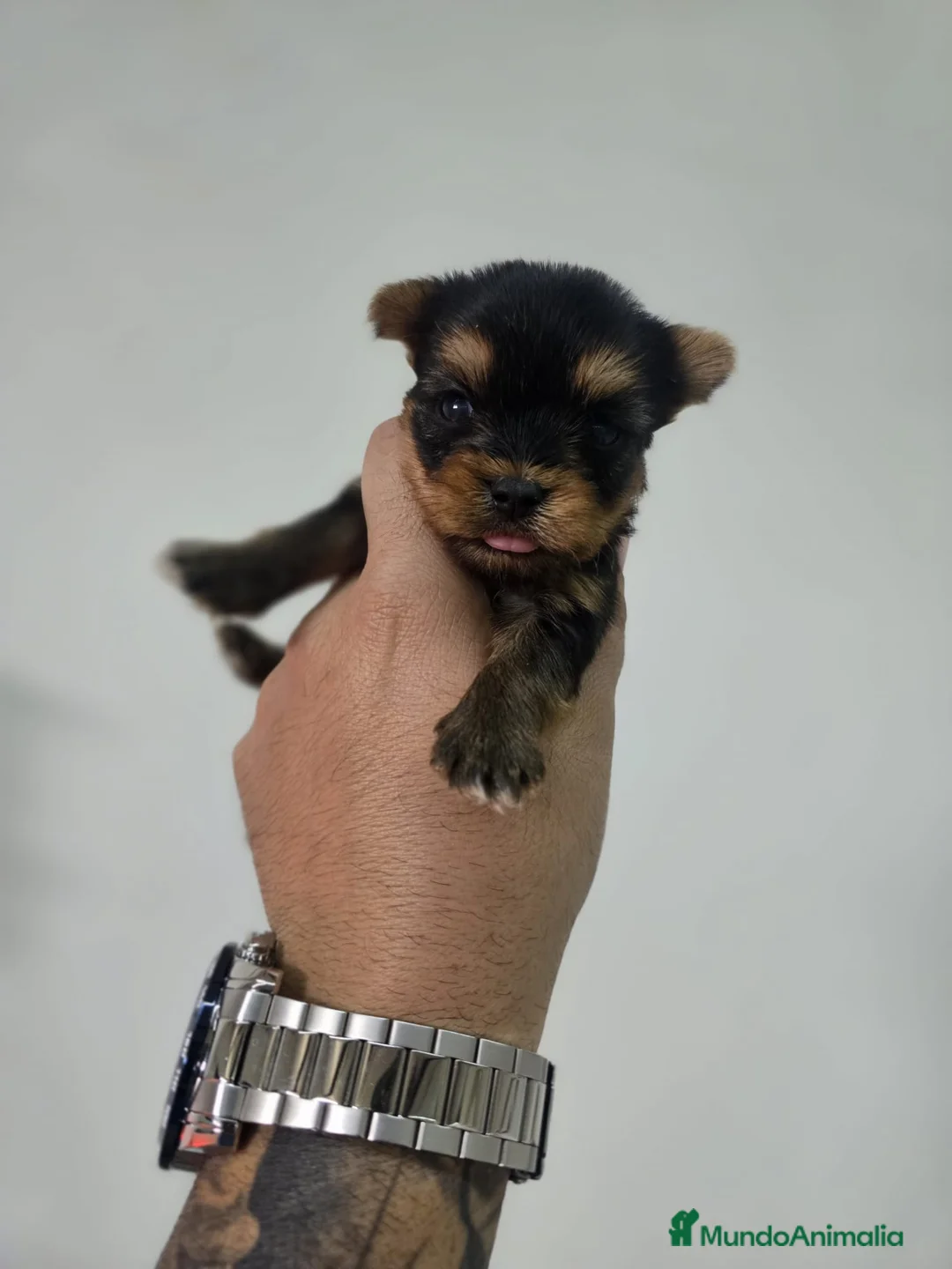 Yorkshire Terrier perros en venta: Machito de yorkshire terrier - Anuncio 2