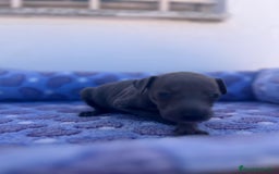 Whippet perros en venta: Whippet blue  - Imagen 2