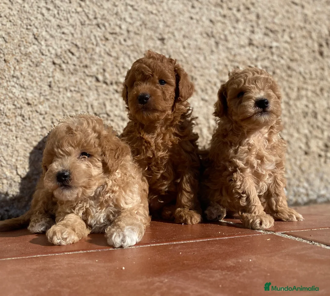 Caniche Toy perros en venta: Cachorros de Caniche toy y enano  en Madrid - Anuncio 3