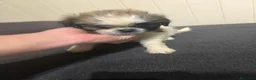 Shih Tzu perros en venta: Shihtzu  en Curtis  La Coruña  - Anuncio 8