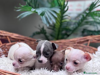 Chihuahua perros CHIHUAHUA - Anuncio 4