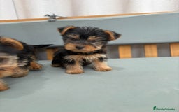 Yorkshire Terrier perros en venta: Yorkshire toy - Imagen 5