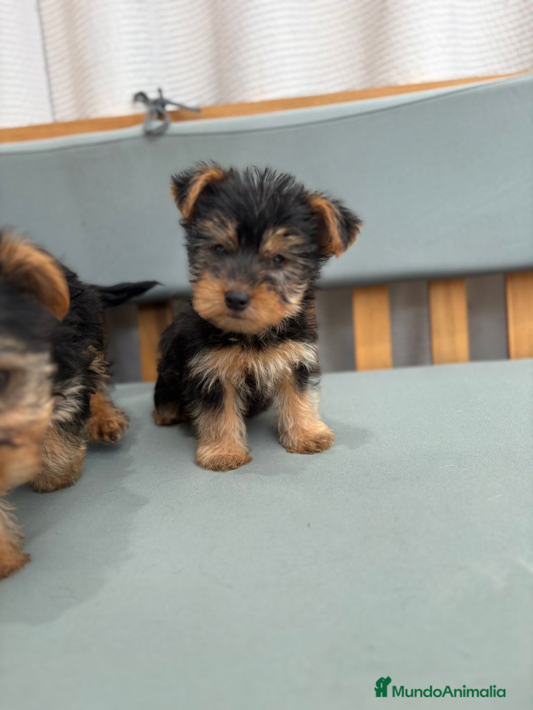 Yorkshire Terrier perros en venta: Yorkshire toy - Imagen 5