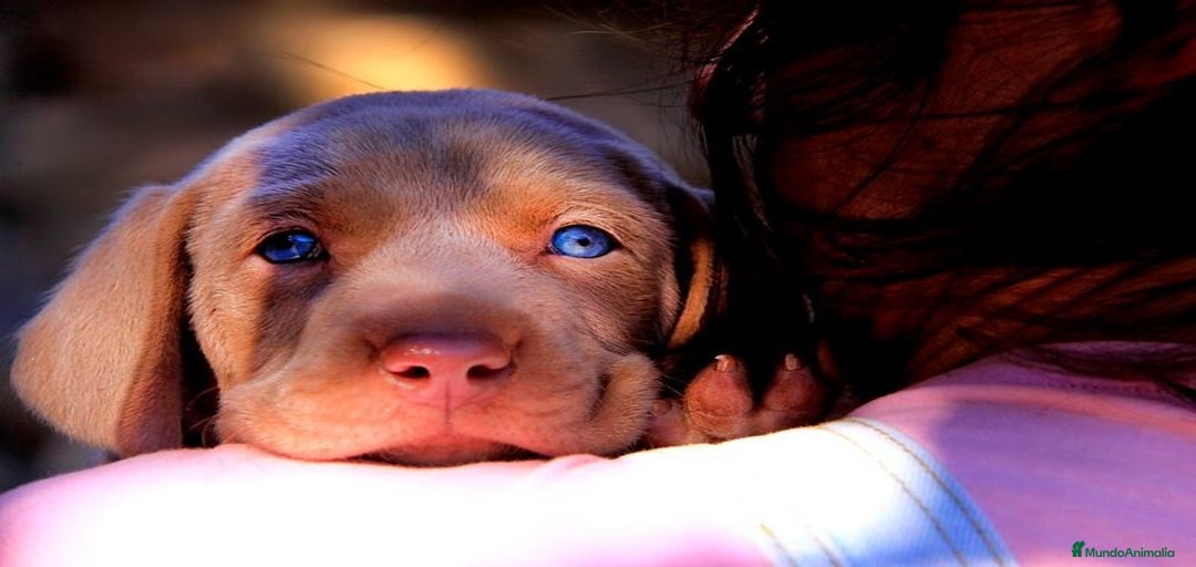 Imagen de galería {{count}}