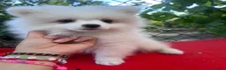 Pomerania perros en venta: OPORTUNIDAD PRECIOSO POMERANIA RUSO - Anuncio 3