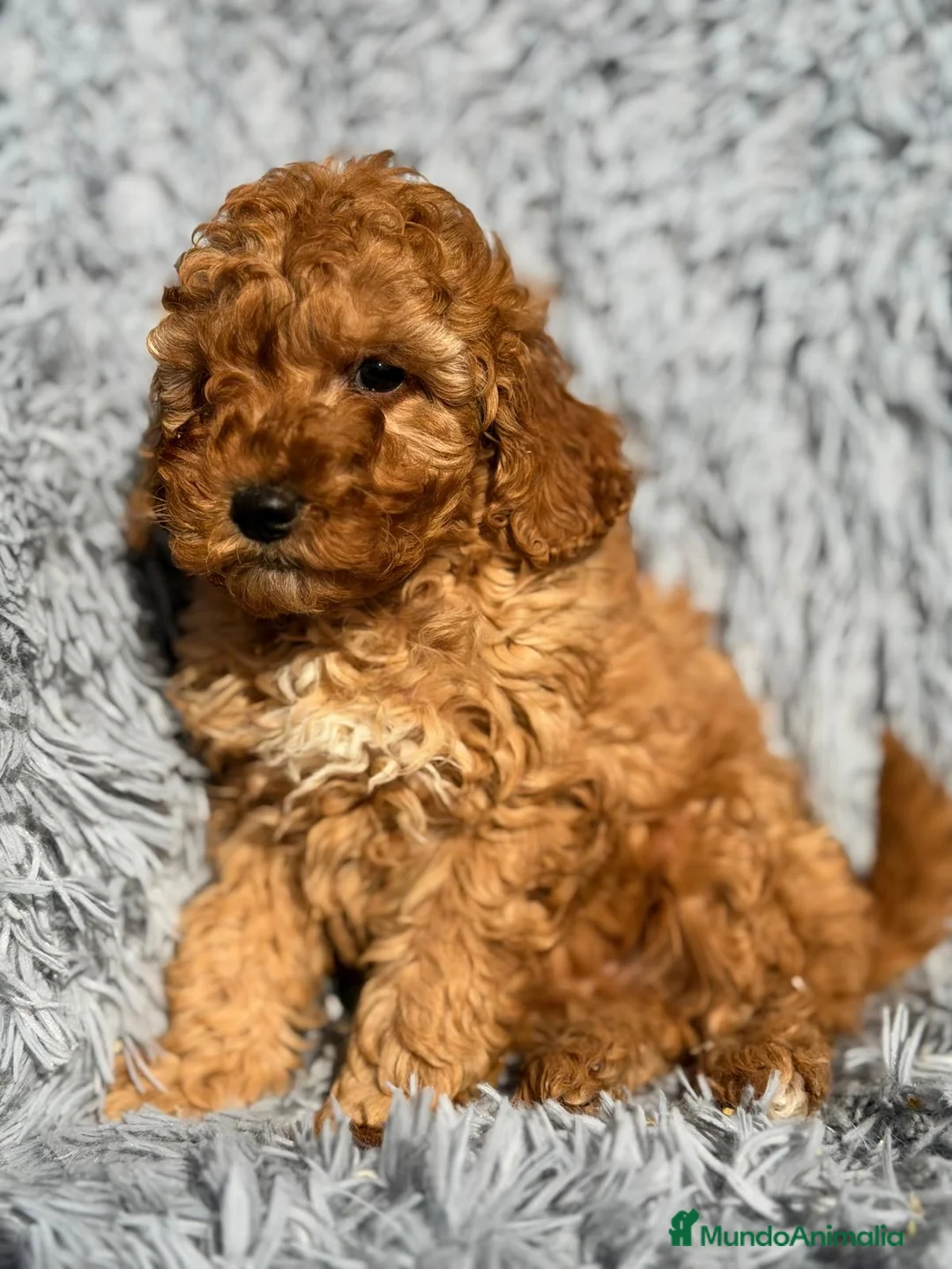 Maltipoo perros en venta: MALTIPOO MACHOS DISPONIBLES - Anuncio 2