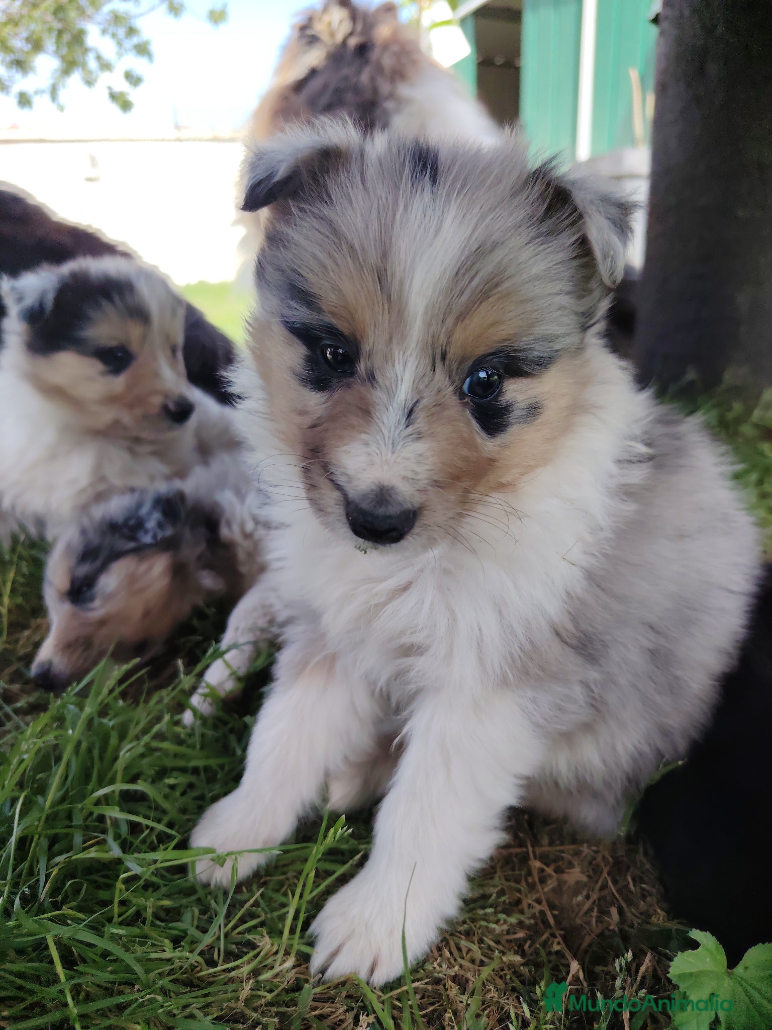 Collie de Pelo Largo perros Cachorros collie pelo largo/ rough collie - Anuncio 2