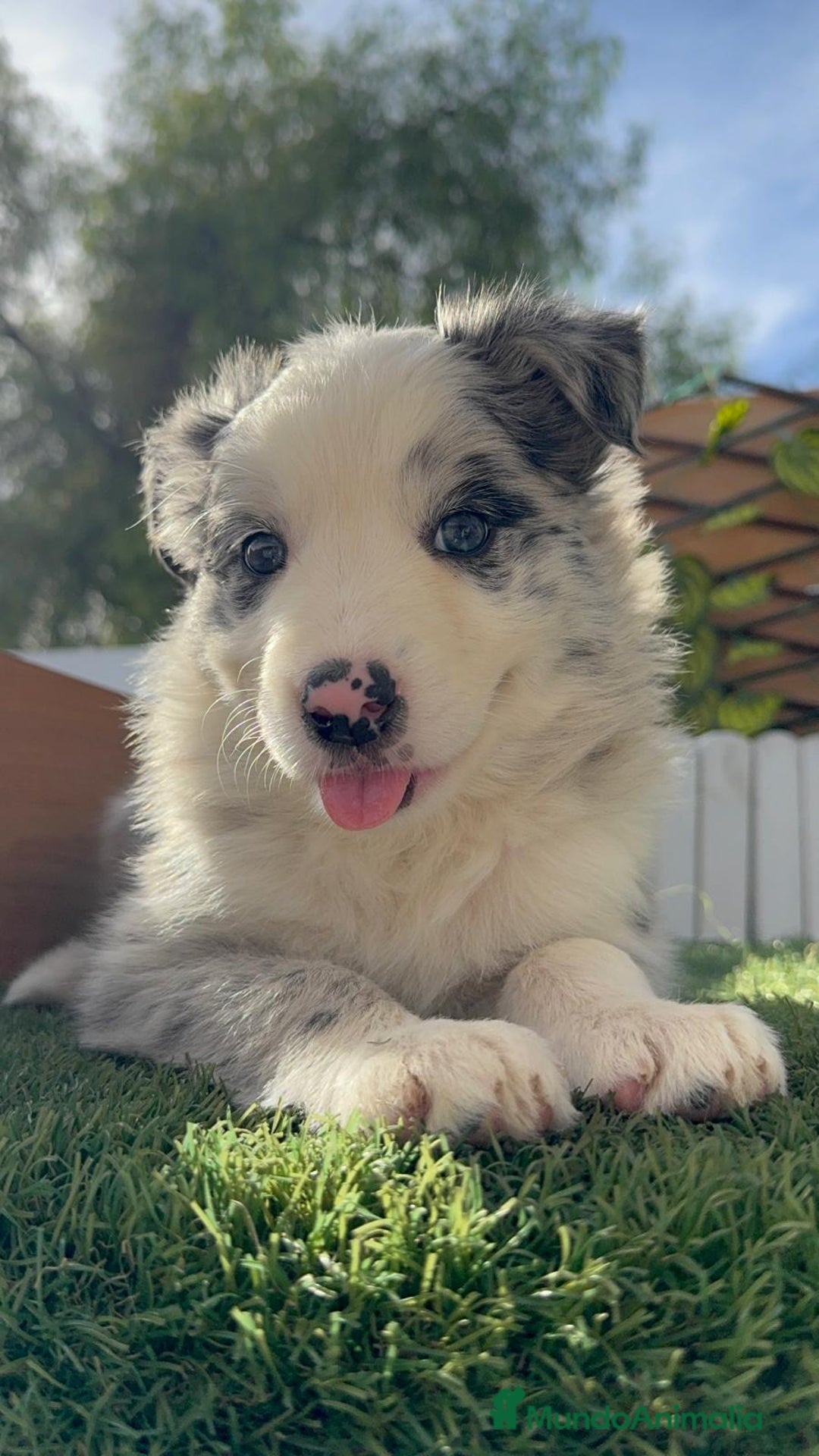 Border Collie perros en venta: BORDER COLLIE HEMBRA MERLE - Imagen 16