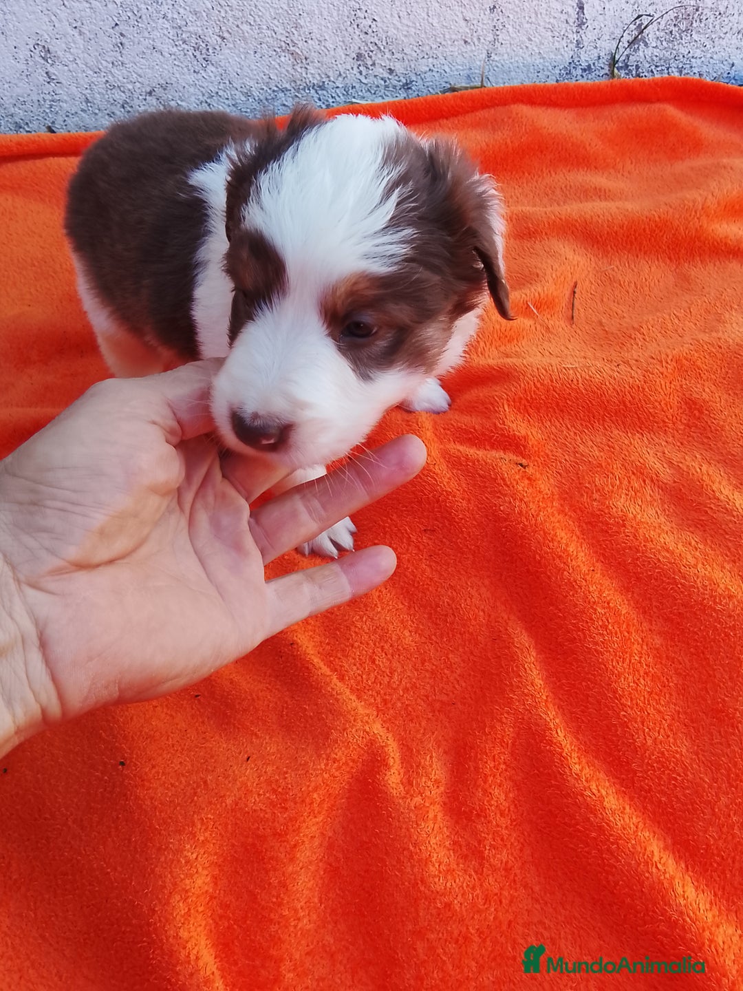 Border Collie perros en venta: Cachorros de border collie  - Imagen 1
