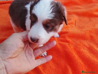 Border Collie perros - Anuncio 1