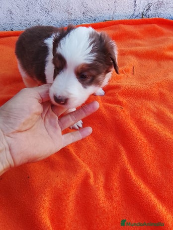 Border Collie perros - Anuncio 1