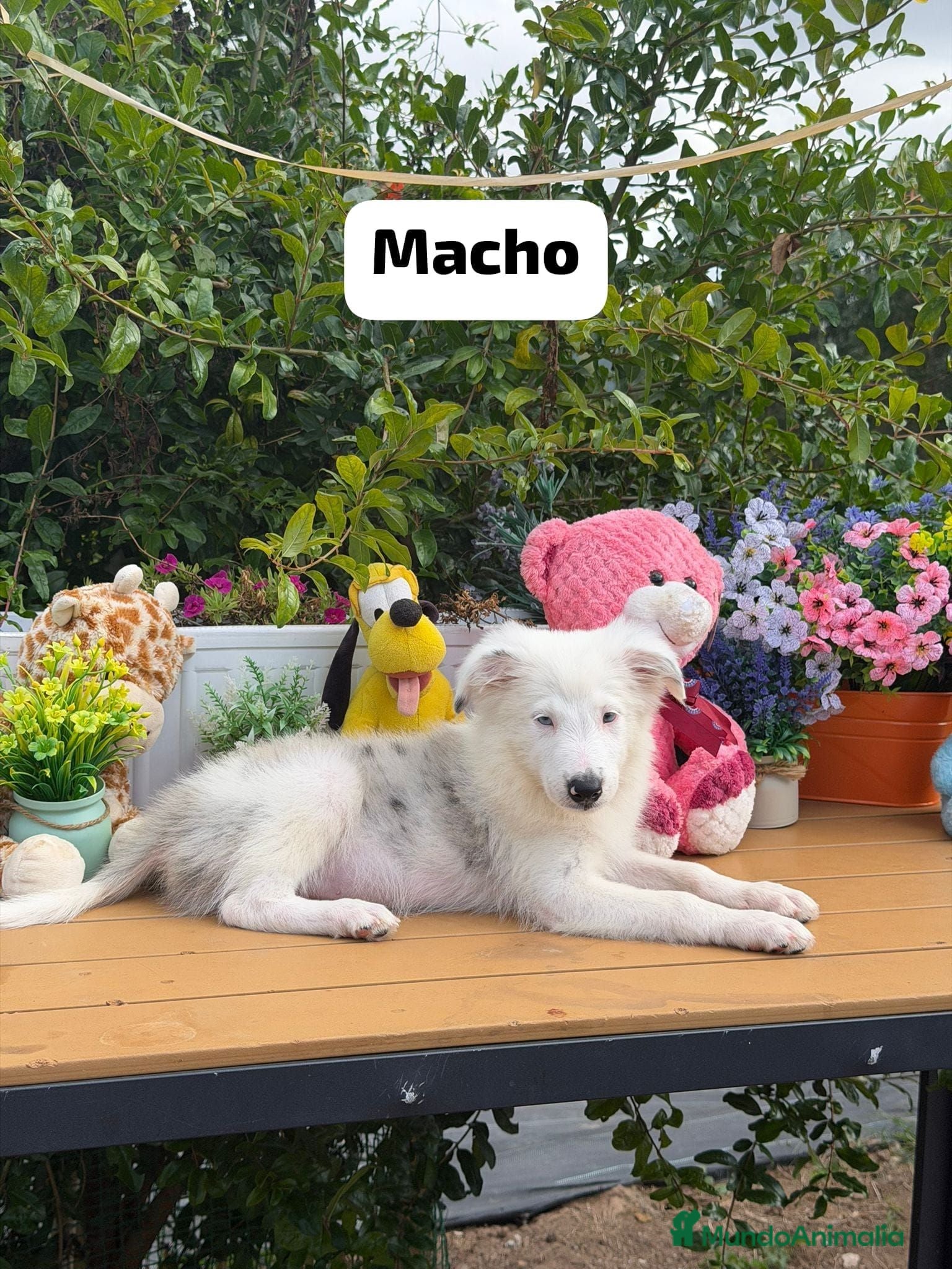 Border Collie perros Border collie - Anuncio 2