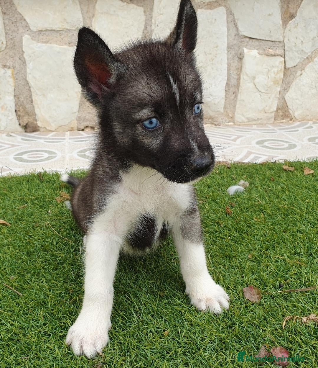 Husky Siberiano perros Husky Jet Black y Agouti EXÓTICOS - Anuncio 1