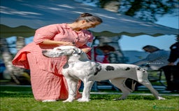 Dogo Alemán perros en venta: Cachorros de Dogo Alemán - Imagen 6