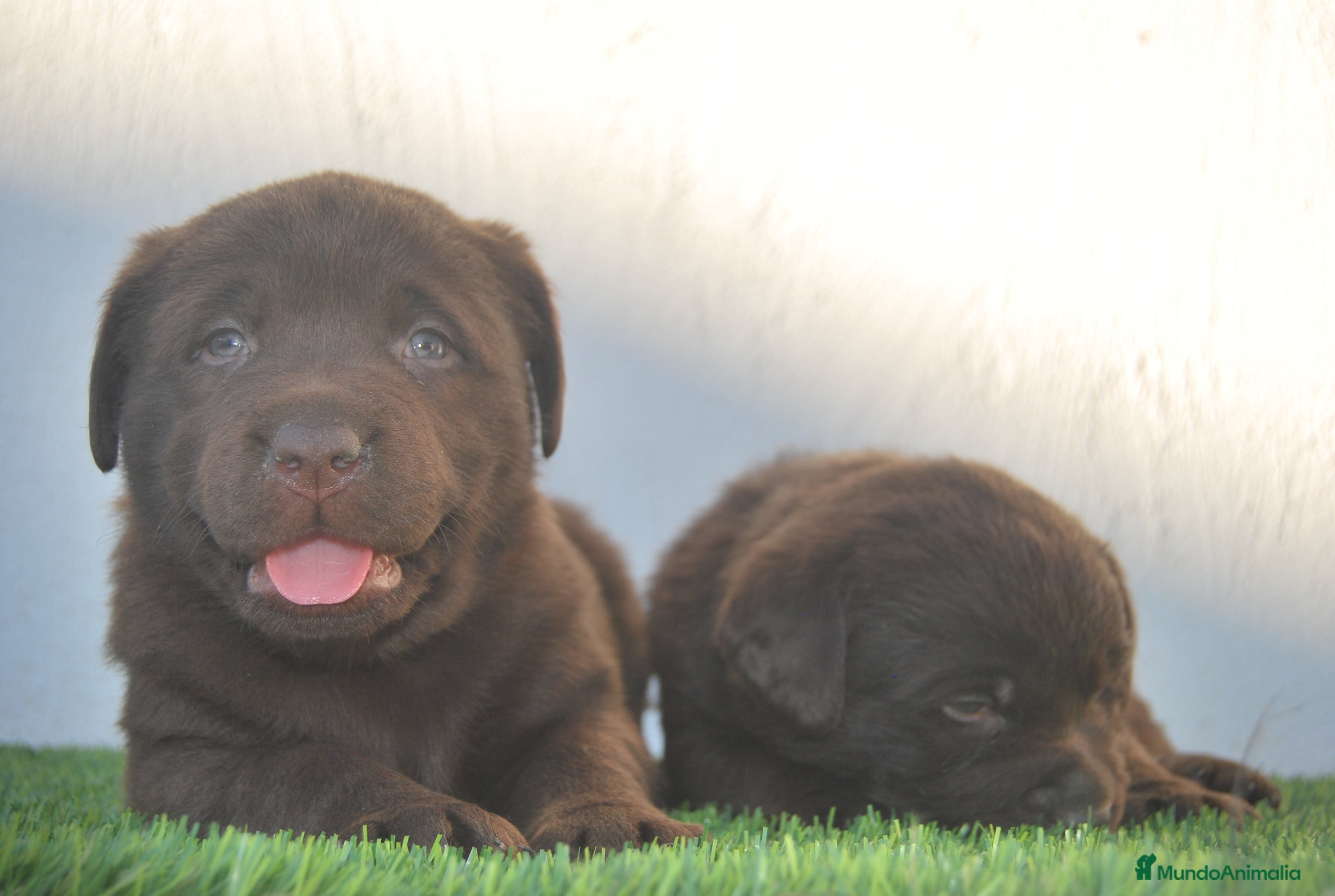 Labrador Retriever perros CACHORROS DE LABRADOR RETRIEVER COLOR CHOCOLATE en Madrid - Anuncio 17