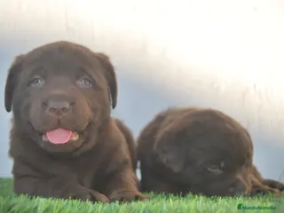 Labrador Retriever perros CACHORROS DE LABRADOR RETRIEVER COLOR CHOCOLATE en Madrid - Anuncio 19