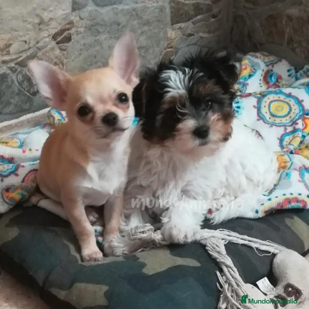 Imagen de galería {{count}}