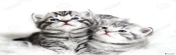 Británico de Pelo Corto gatos en venta: Brithis Shorthair silver tabby bebes preciosos  - Anuncio 2