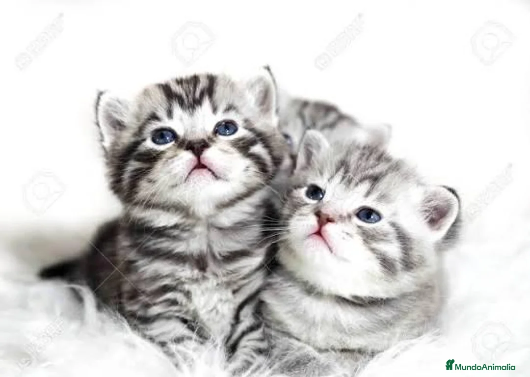 Británico de Pelo Corto gatos en venta: Brithis Shorthair silver tabby bebes preciosos  - Anuncio 2