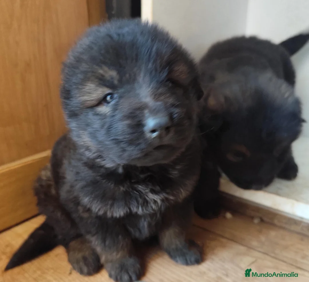 Raza Mixta perros en venta: Se regalan perros cruzados  - Anuncio 10