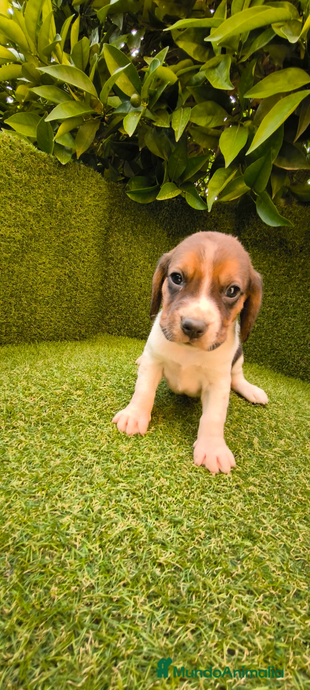 Beagle perros en venta: camada de beagles tricolor  - Anuncio 2