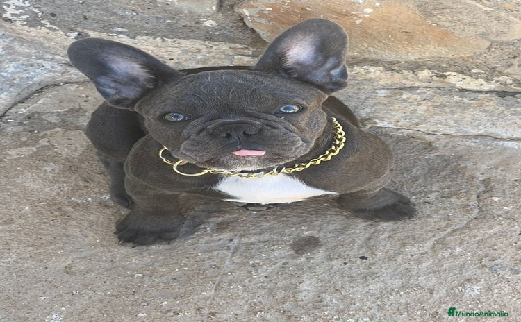 Bulldog Francés perros FRENCHIES SOCIALIZOS Y DE LA MEJOR CALIDAD !!! - Anuncio 2