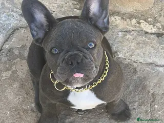 Bulldog Francés perros FRENCHIES SOCIALIZOS Y DE LA MEJOR CALIDAD !!! - Anuncio 19