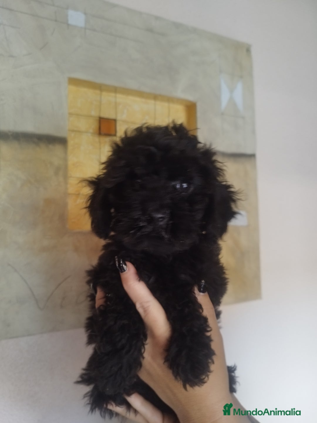 Caniche Toy perros en venta: CANICHE HEMBRA NEGRA EXCLUSIVA - Anuncio 2