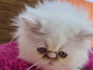 Himalayo gatos en Madrid - Anuncio 4