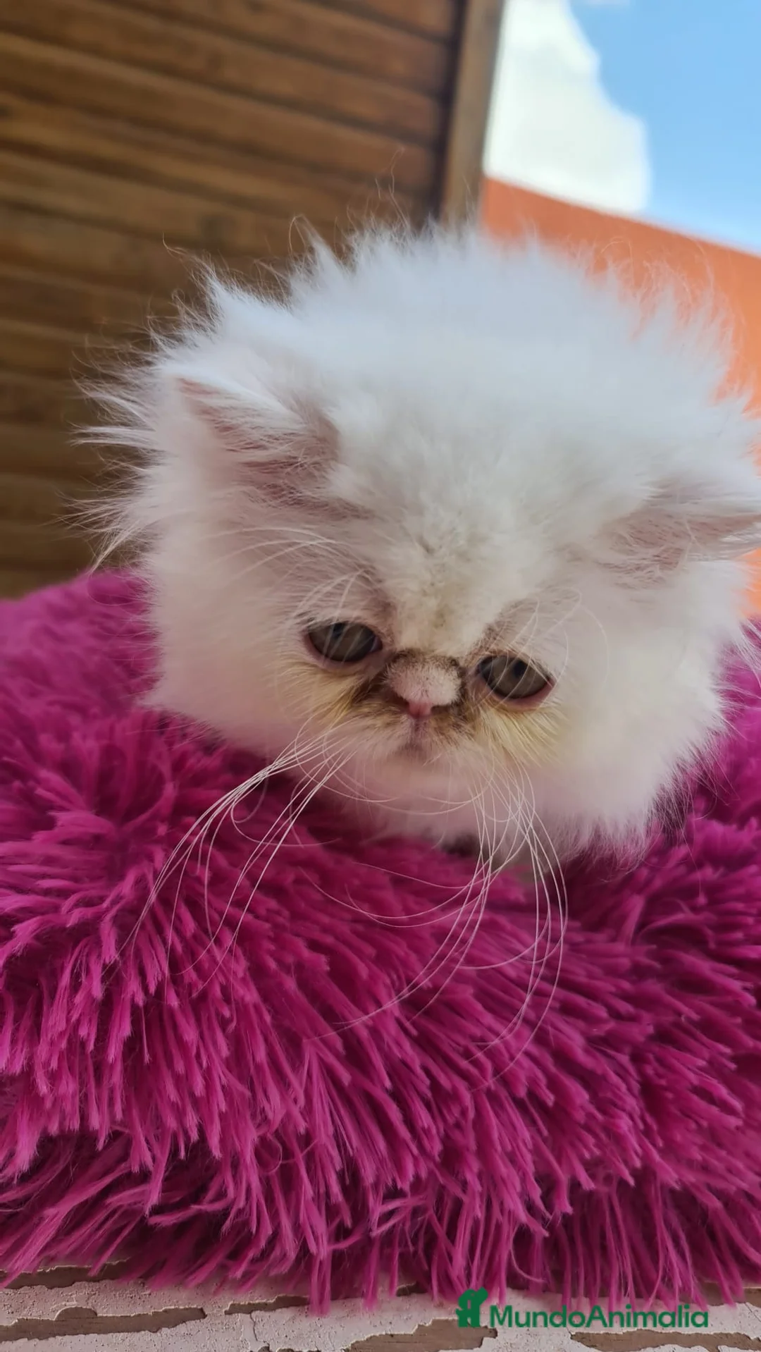 Himalayo gatos en venta: Precioso macho Himalayo en Madrid - Anuncio 1