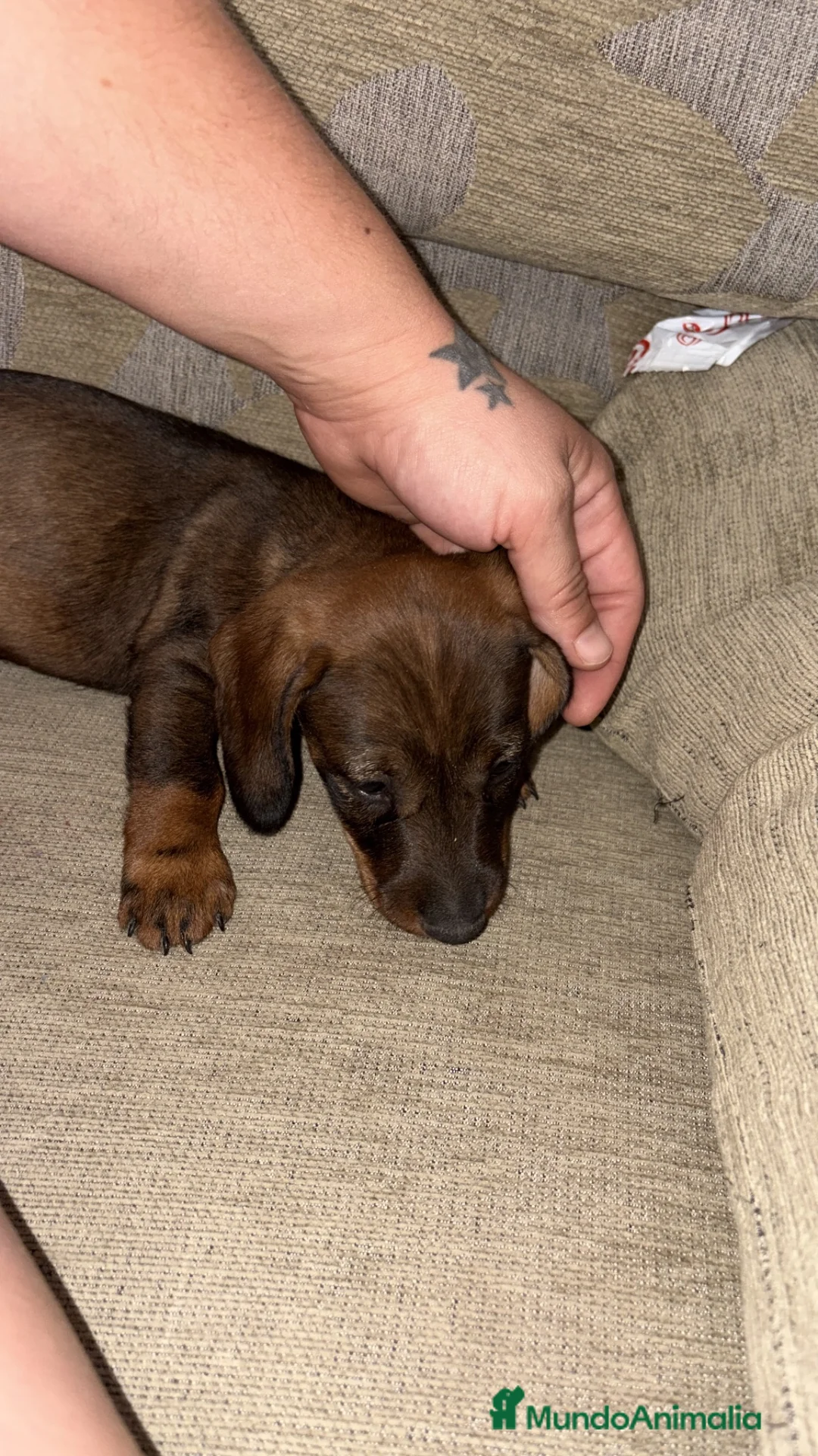 Teckel perros en venta: Teckel standar  - Anuncio 2