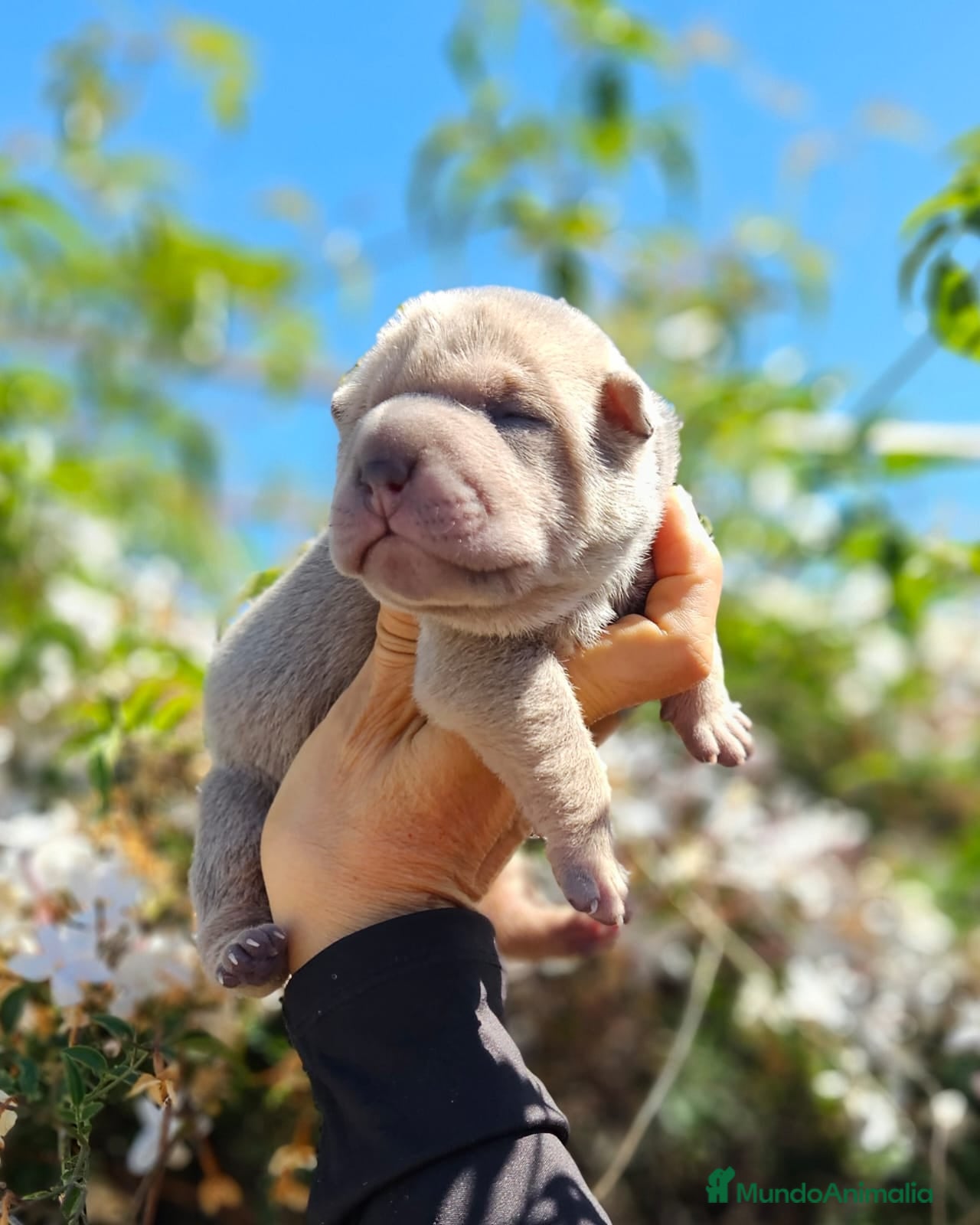 Shar Pei perros SHAR PEI AZUL Y LILAC FAWN - Anuncio 2
