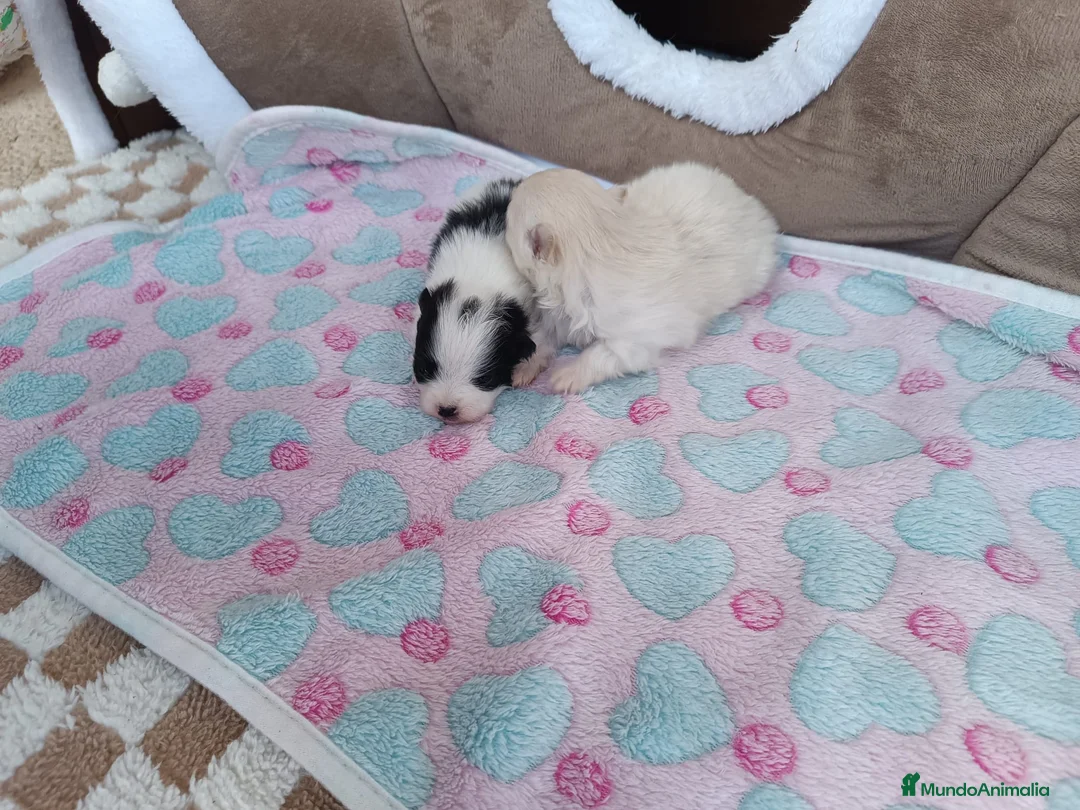 Pomerania perros en venta: POMERANIAS LINDAS HEMBRITAS - Anuncio 2