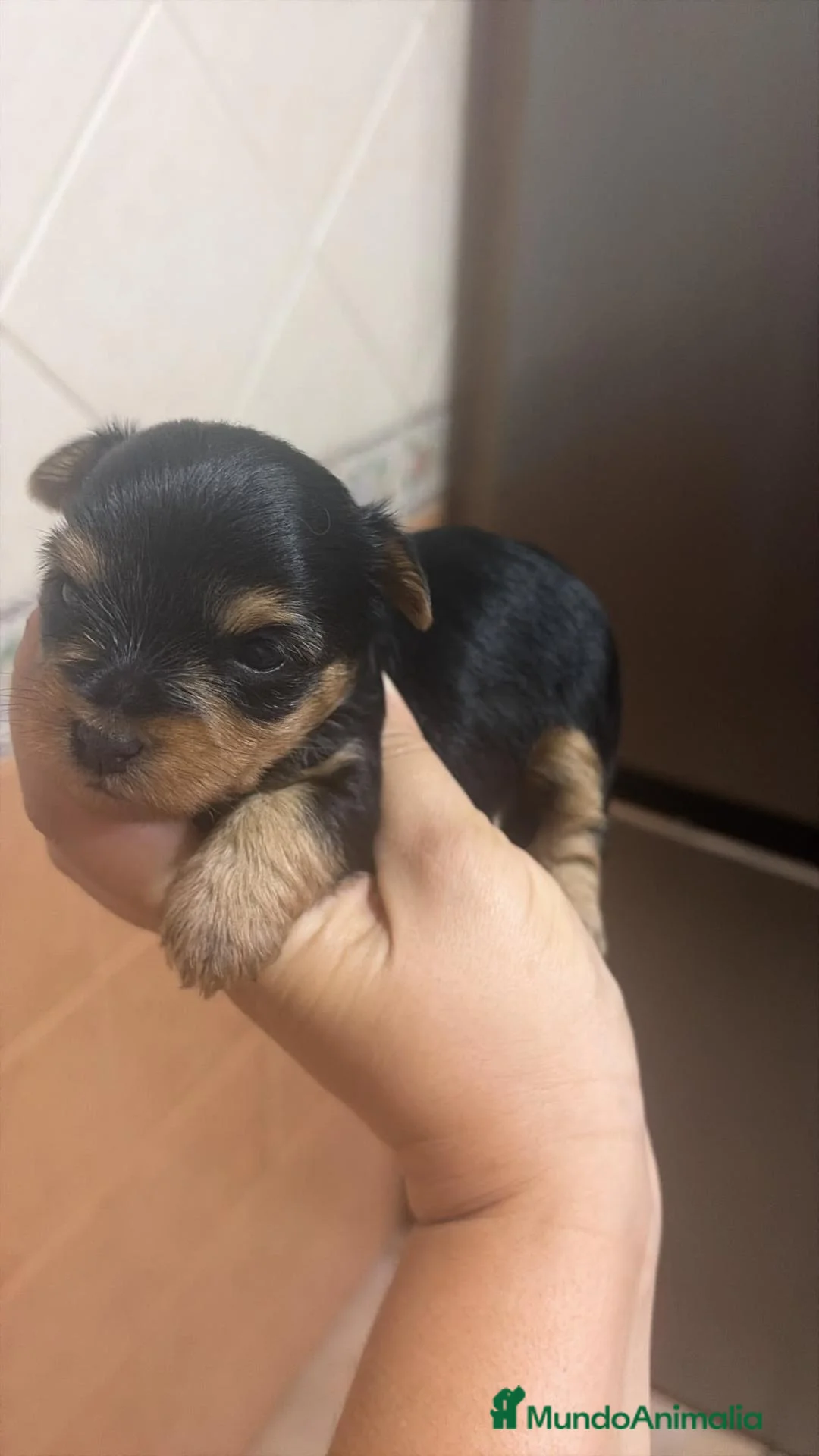 Yorkshire Terrier perros en venta:  🐾 YORKSHIRE en Cantabria - Anuncio 2