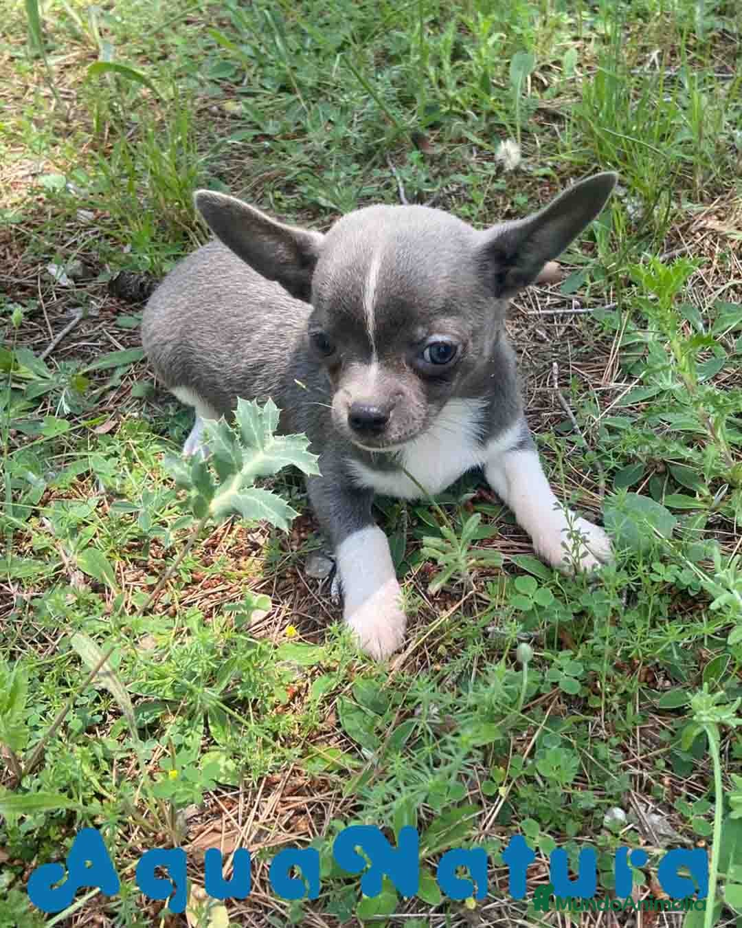 Chihuahua perros Chihuahua Macho de Pam y Choco 1886 AQUANATURA - Anuncio 1